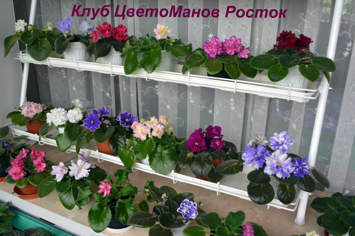 Угловая подставка Акация-мини на 4 горшка