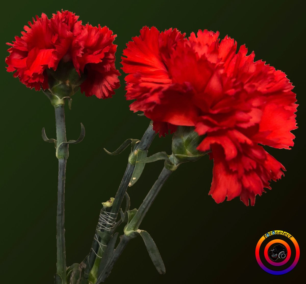 Гвоздика сизая Dianthus gratianopolitanus
