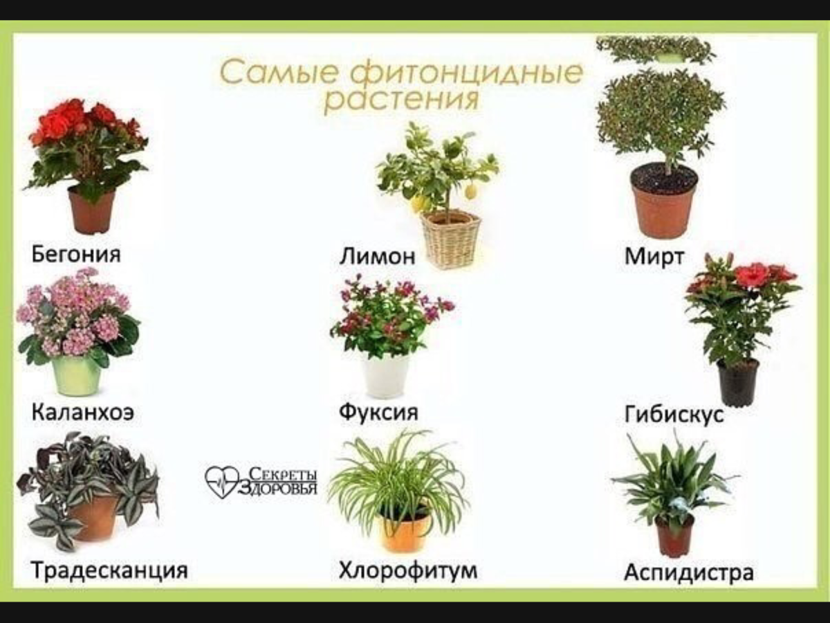 Домашнее растение