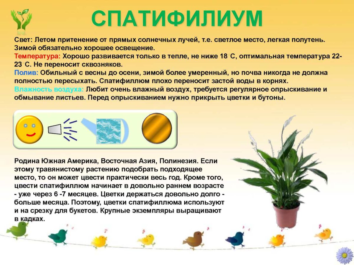 Монстера крупнолистная