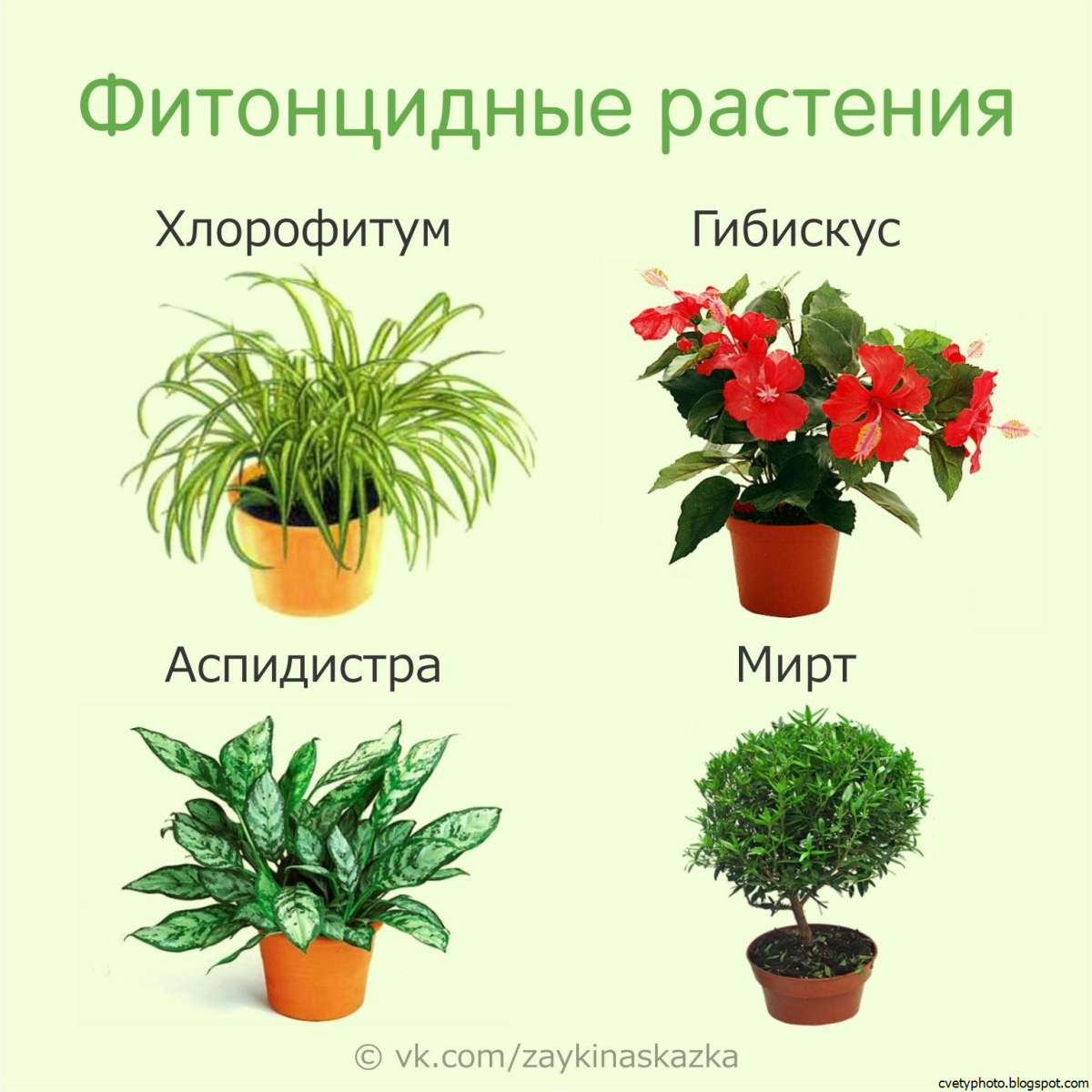 Цветы в горшках Эстетика