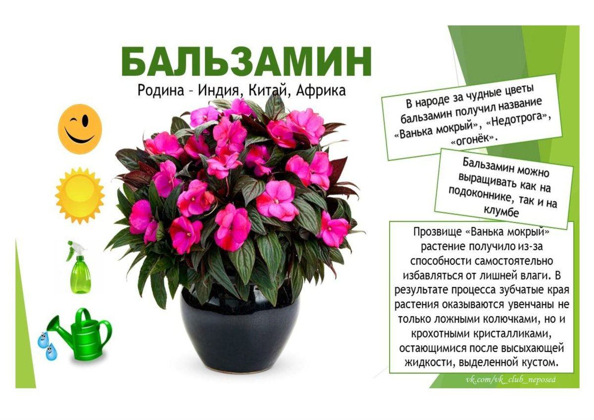 Цветы в горшках на окне
