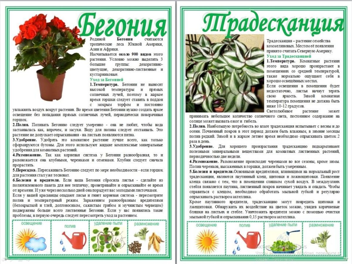 Калатея бикажу