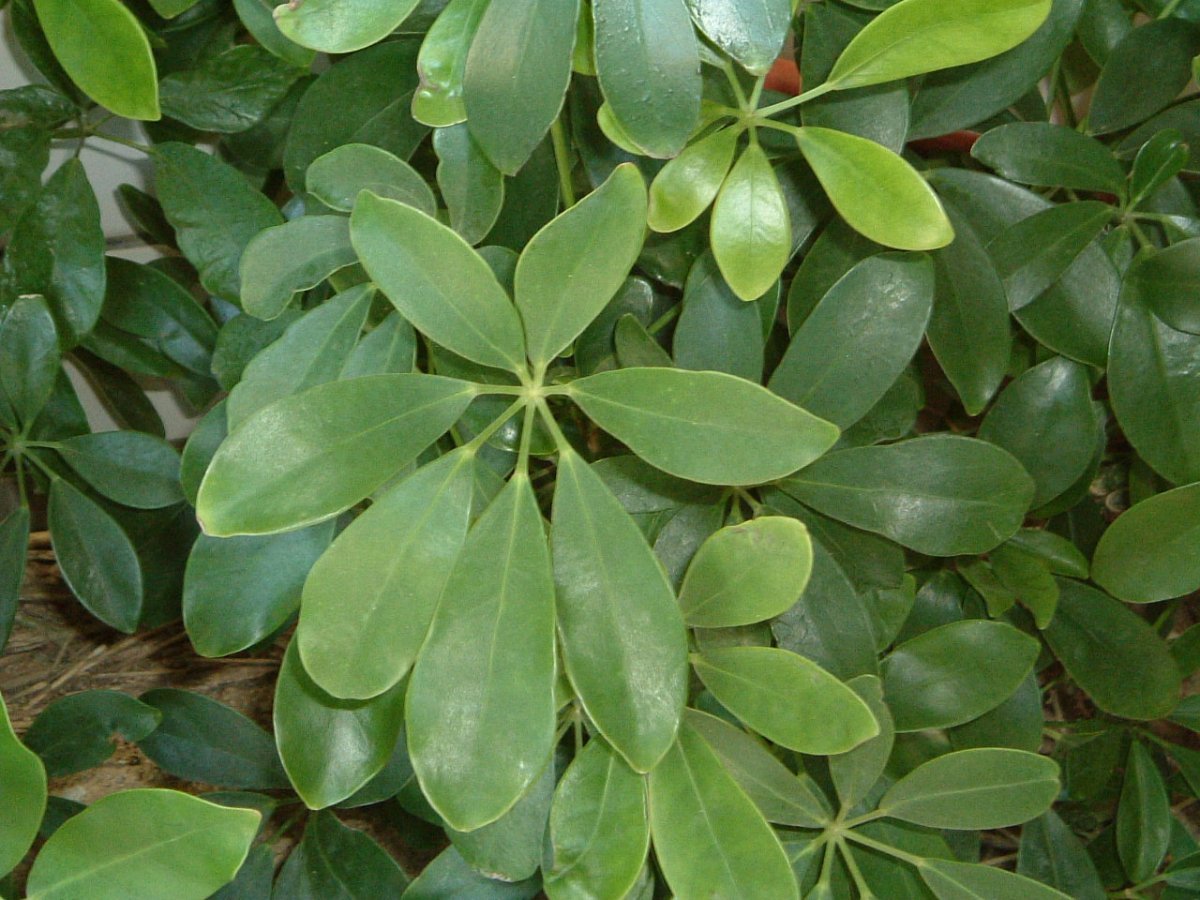 Schefflera arboricola цветок