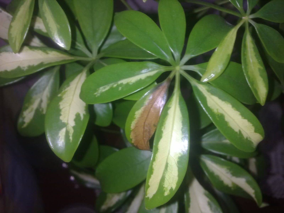 Шеффлера houseplants