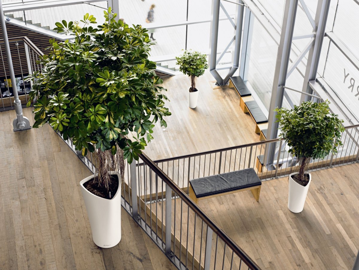 Schefflera arboricola цветок