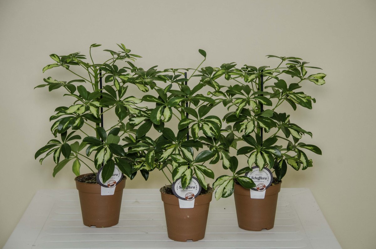 Schefflera arboricola Gold Capella