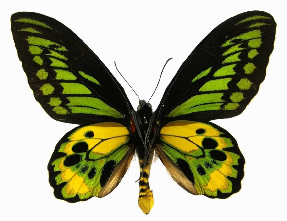 Ornithoptera rothschildi