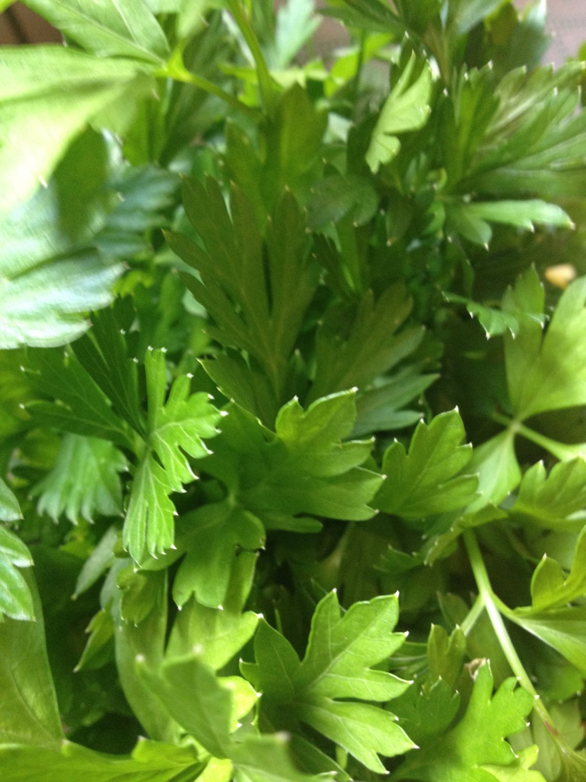 Петрушка (Petroselinum sativum)