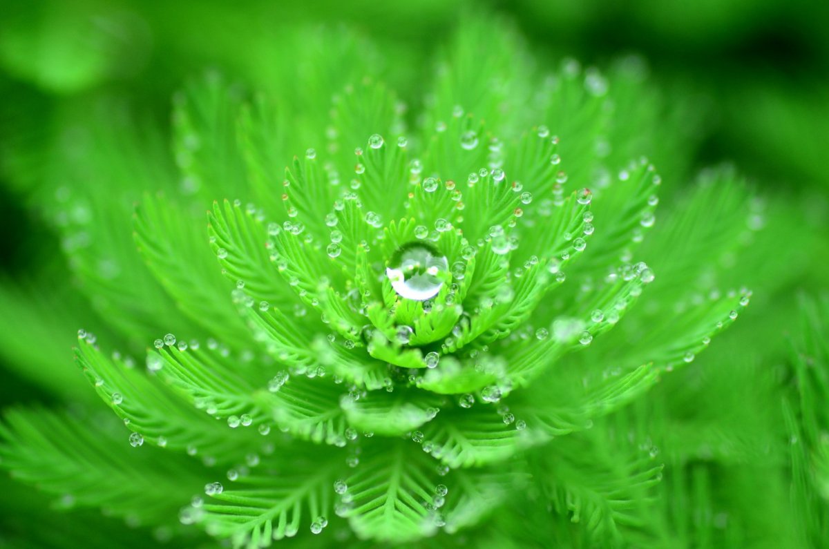 Петрушка parsley