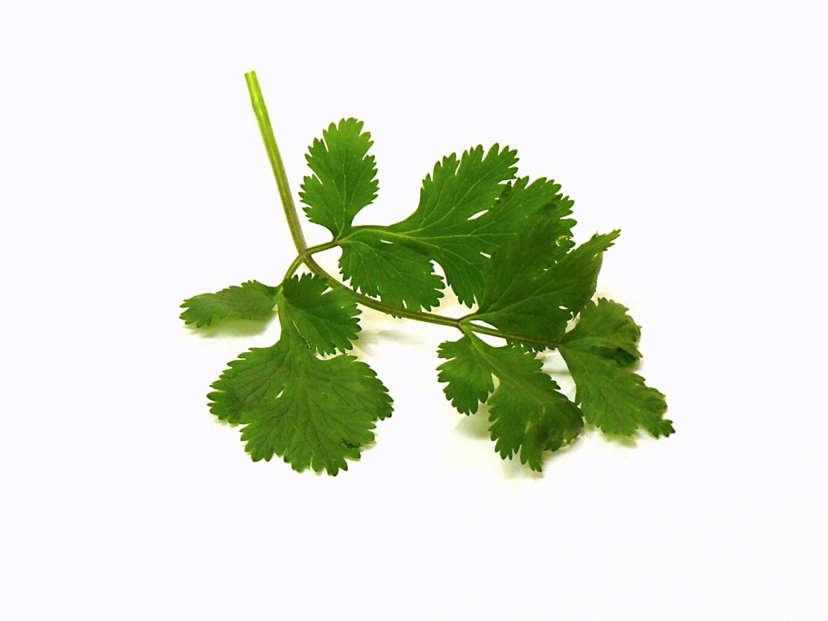 Зелень кинза (кориандр)