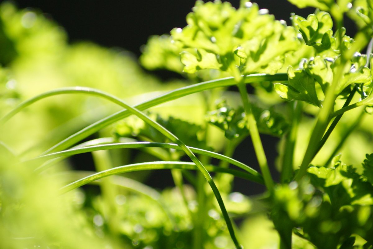 Петрушка parsley