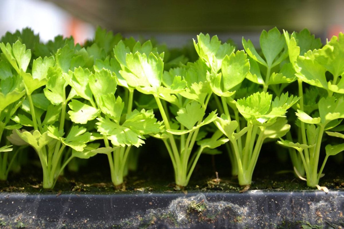 Петрушка parsley