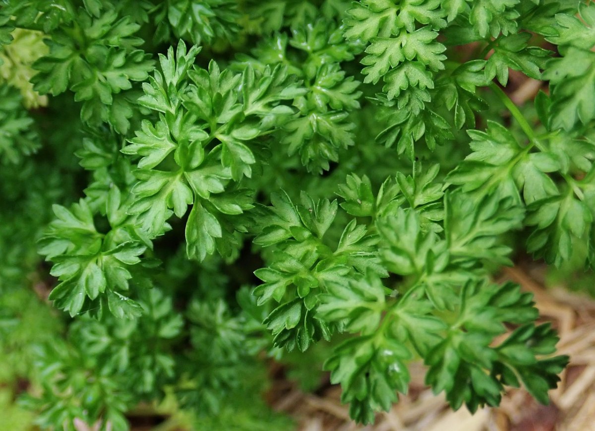 Кервель ажурный ( Anthriscus cerefolium)