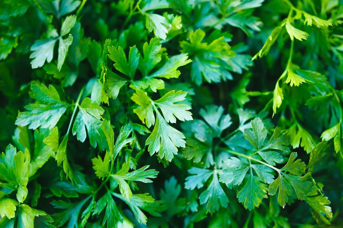 Coriander leaves