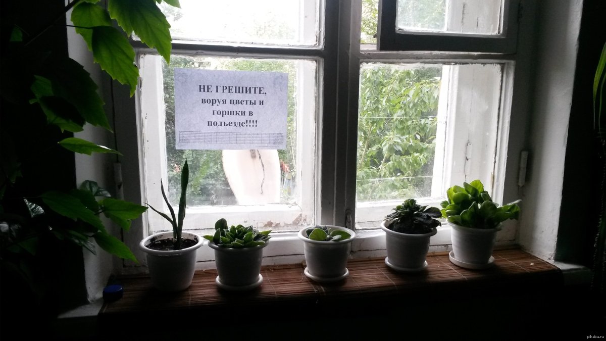 Цветы на подоконнике