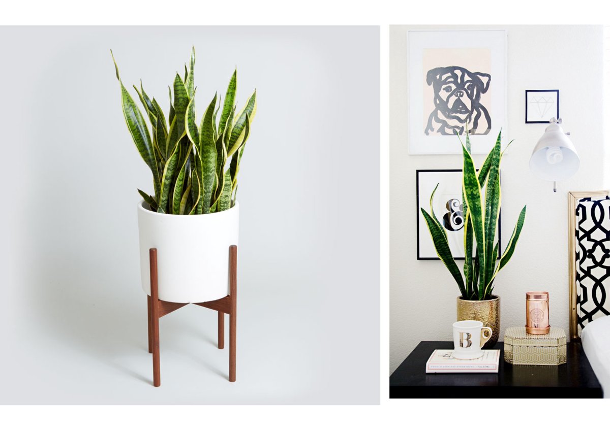 How to Design Plants