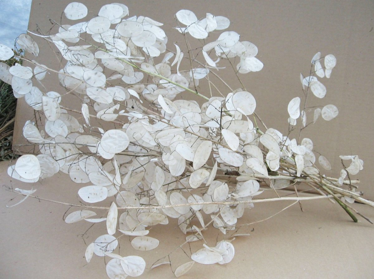 Лунария из фоамирана