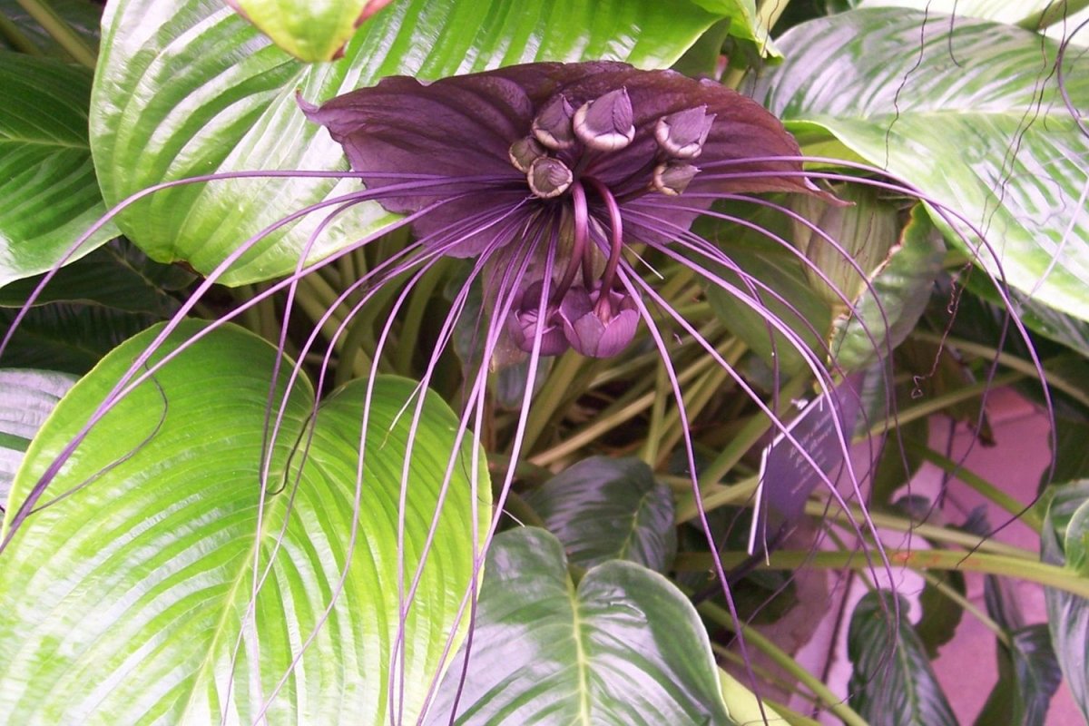 Такка Шантрье Tacca chantrieri