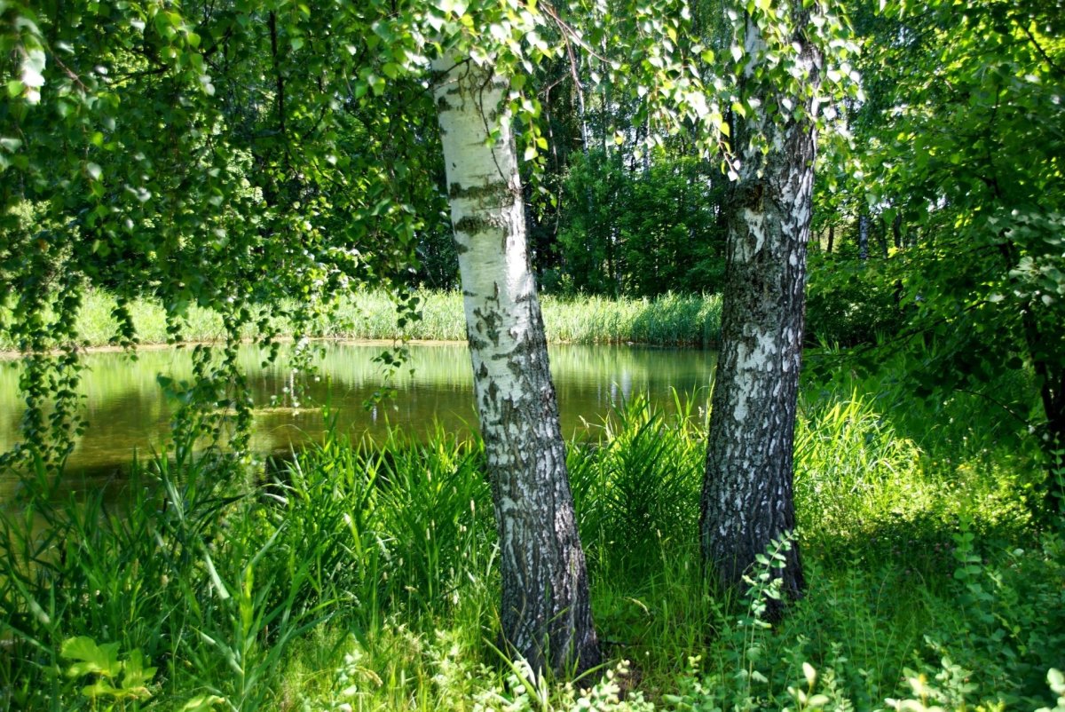 Красивые пейзажи с ромашками