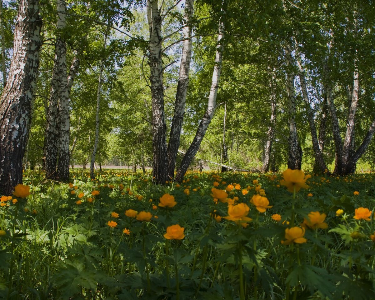 Природа Южного Урала Солнечная Поляна