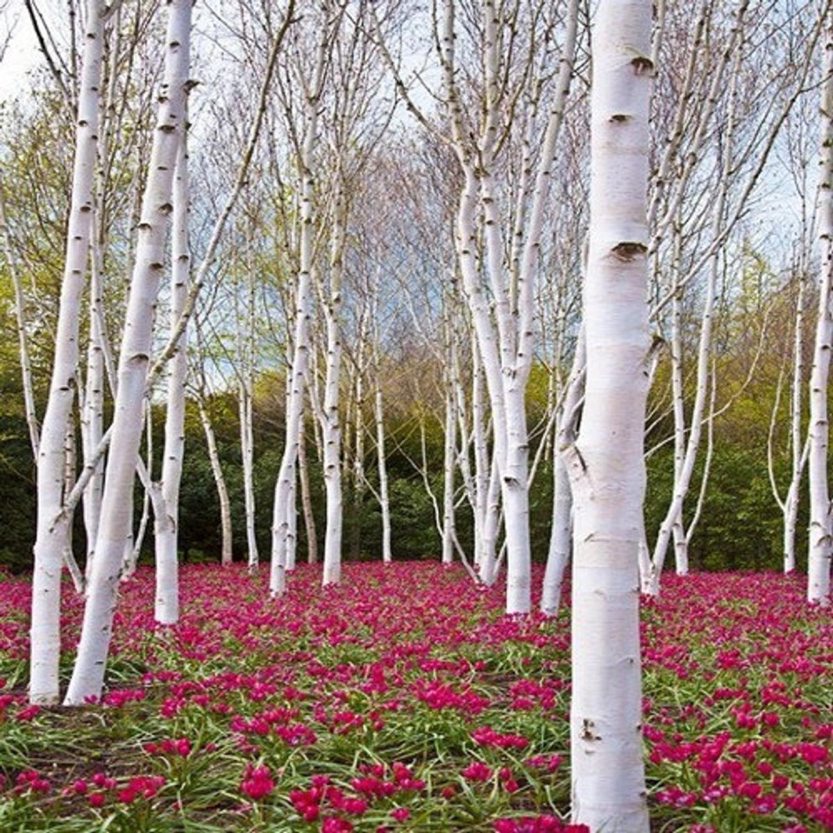 Береза бумажная papyrifera