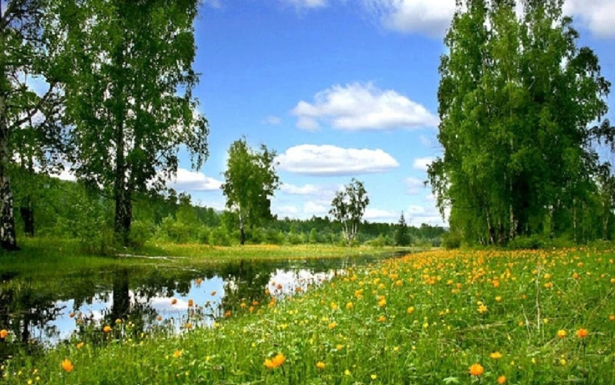 Русский лес Березовая роща