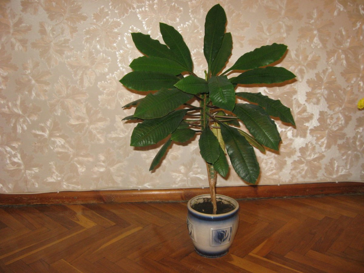 Комнатная Пальма молочай