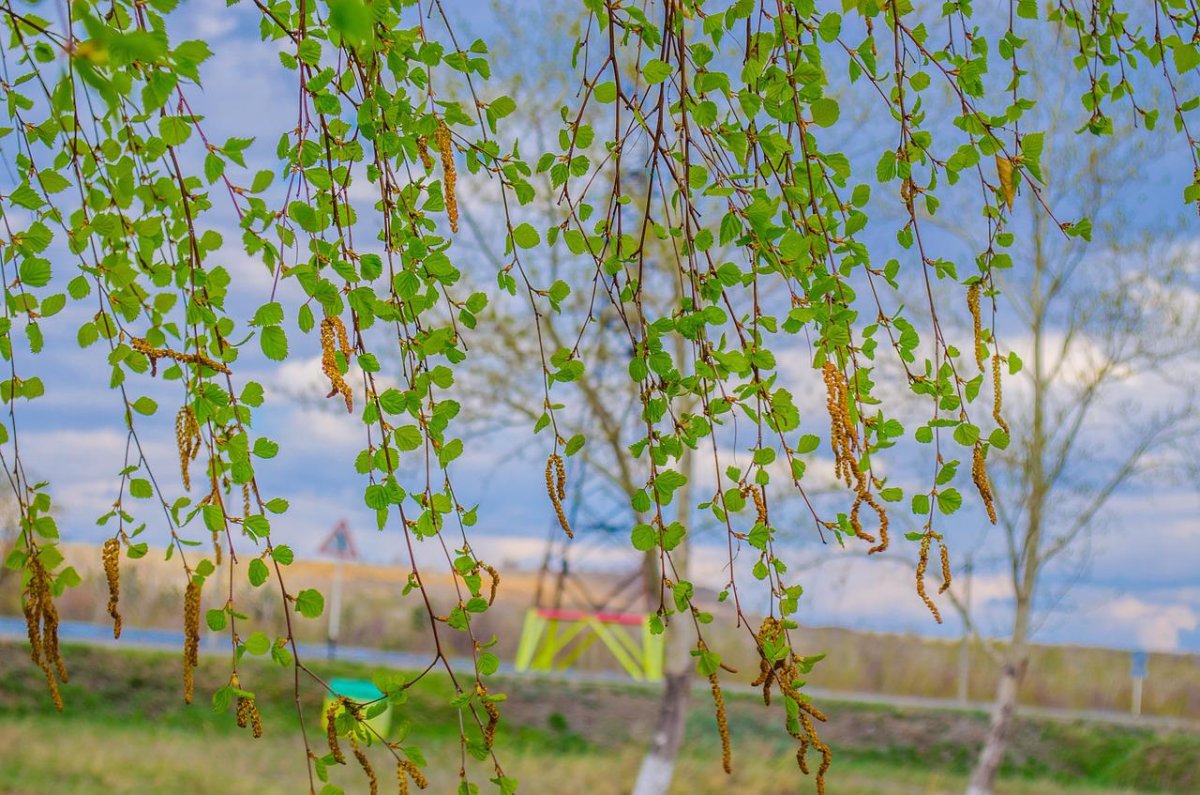 Береза плакучая листья