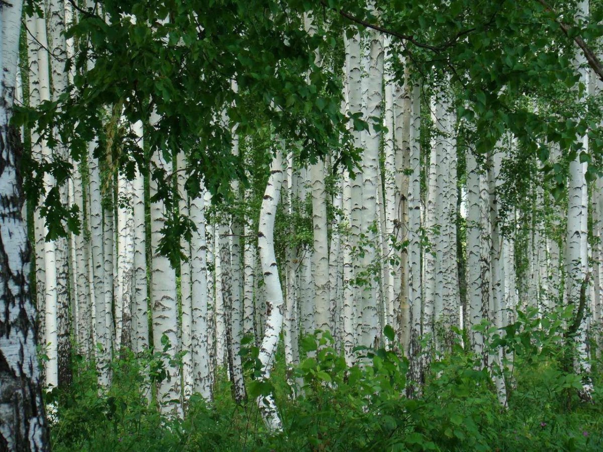 Сад в солнечных лучах