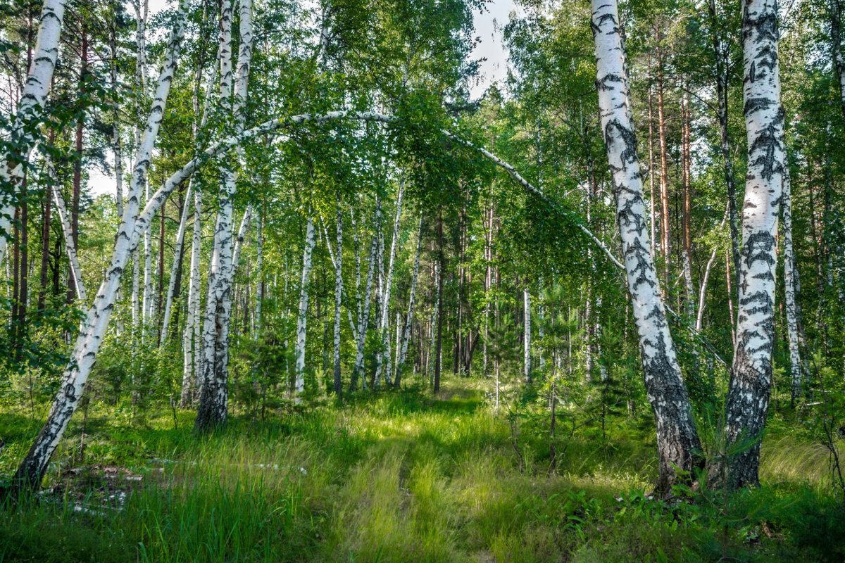 Березняк, Березовая роща