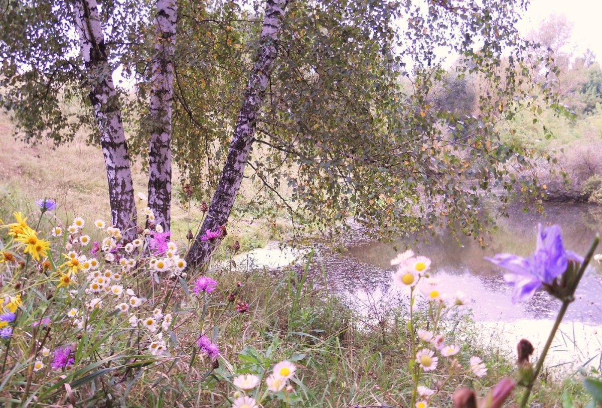 Река цветущие Луга березы