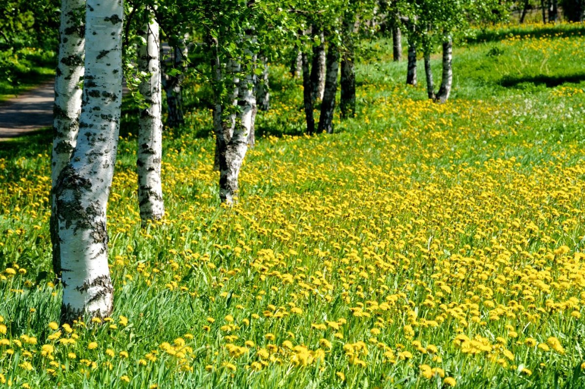 Поляна с березами