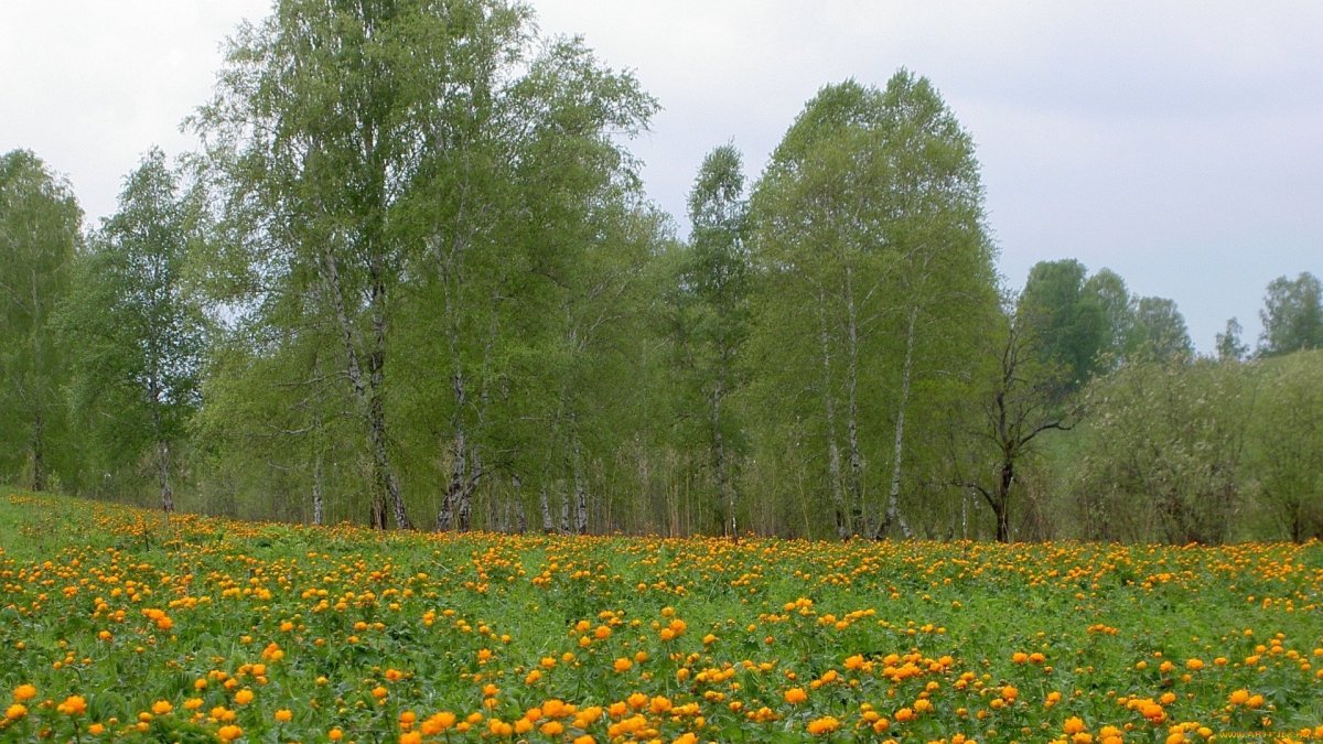 Полевые цветы в Березовом лесу