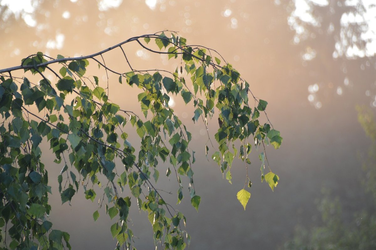 Береза обыкновенная (Betula Alba)