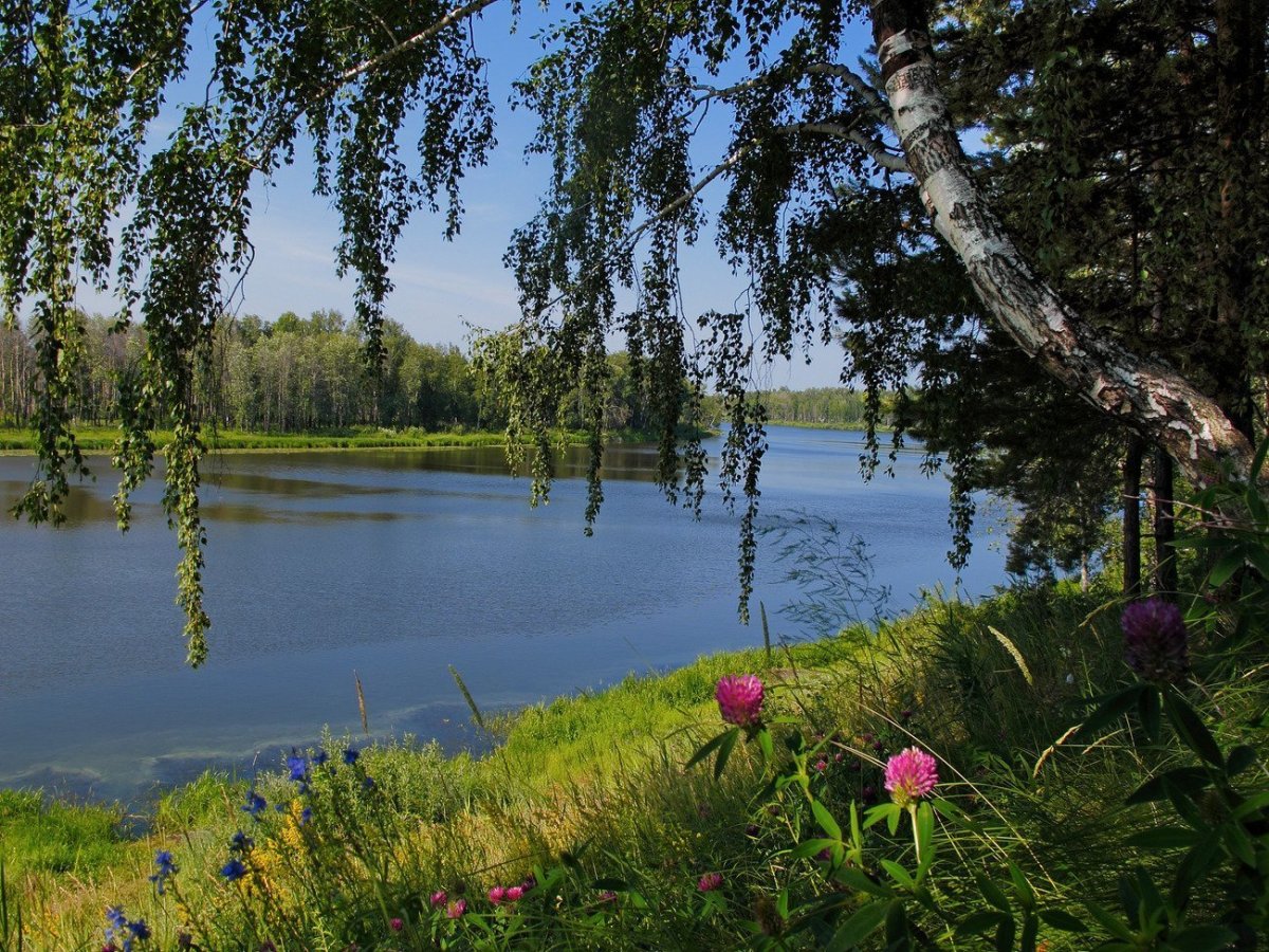 Ромашки в лесу