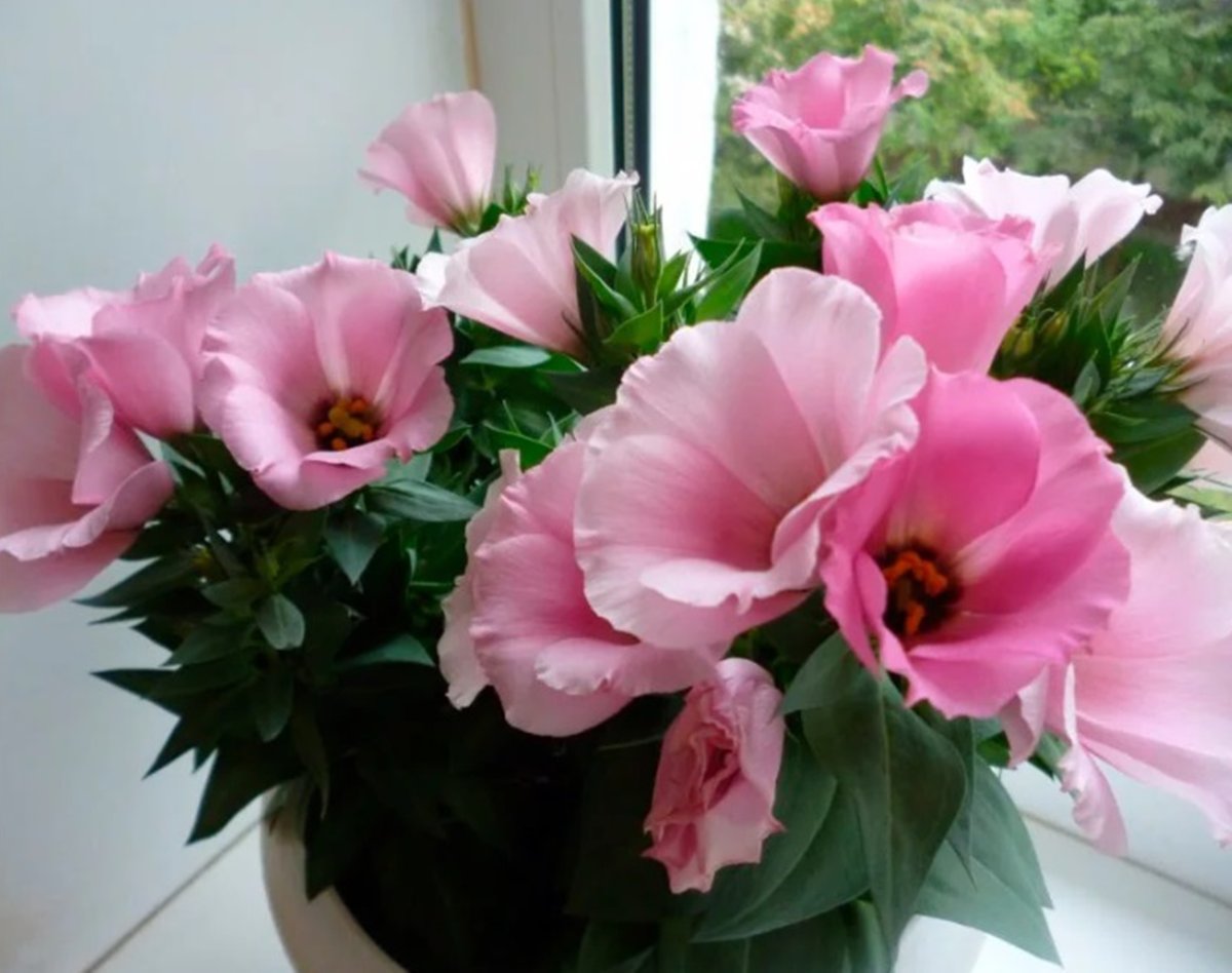 Цветы комнатные розовые
