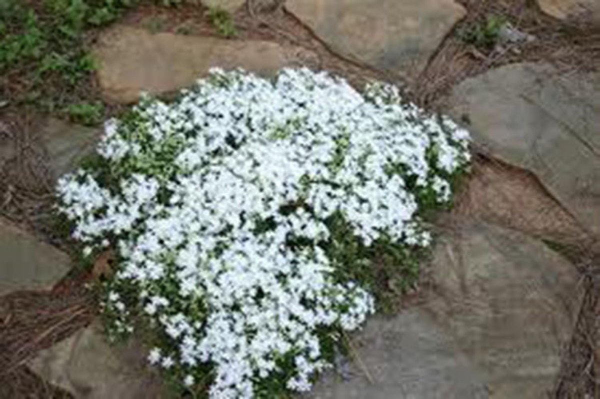 Гипсофила repens
