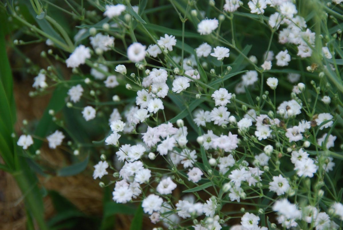 Gypsophila paniculata Plant Outdoor