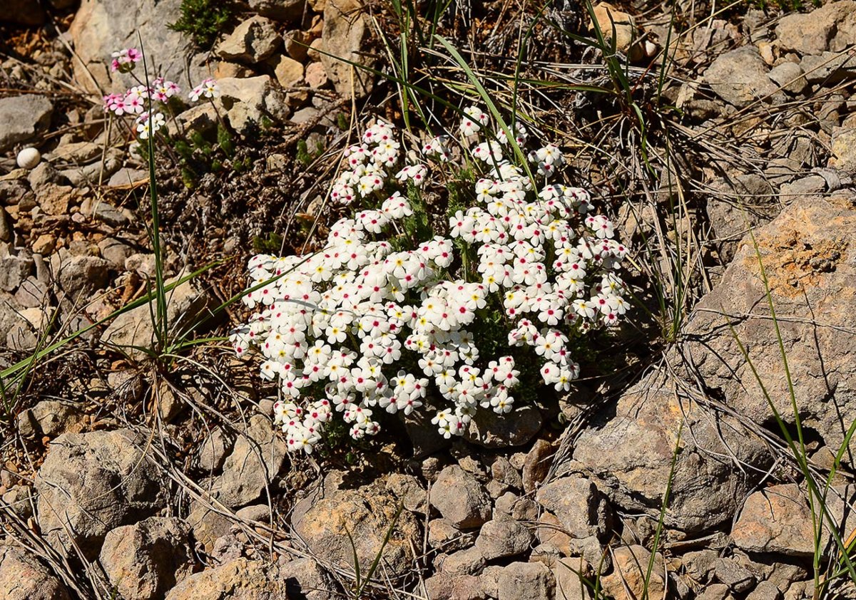 Androsace villosa Проломник мохнатый