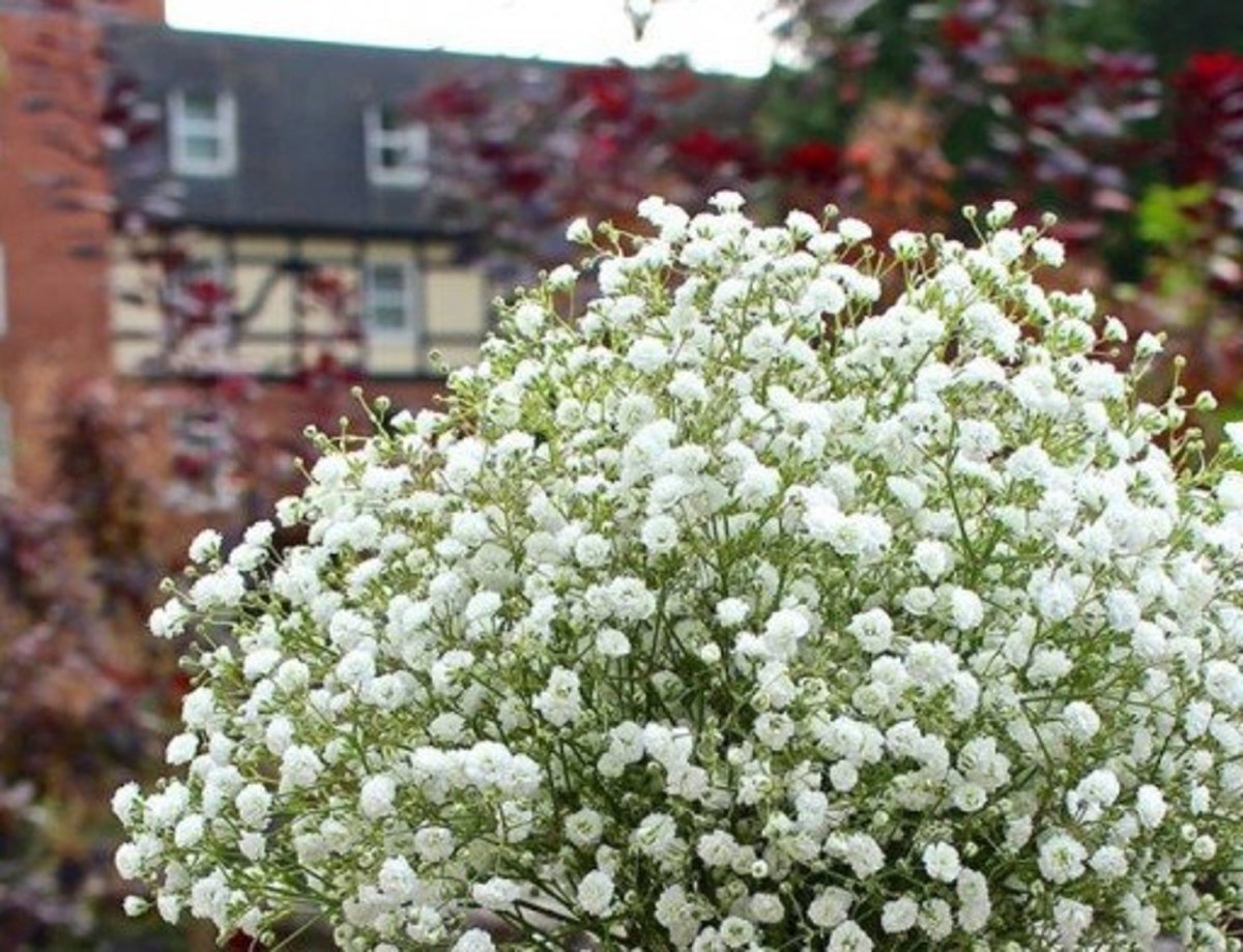 Гипсофила метельчатая (Gypsophila paniculata)