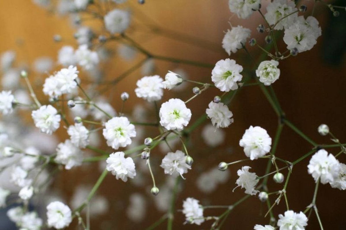 Гипсофила Ясколковидная (Gypsophila cerastioides)