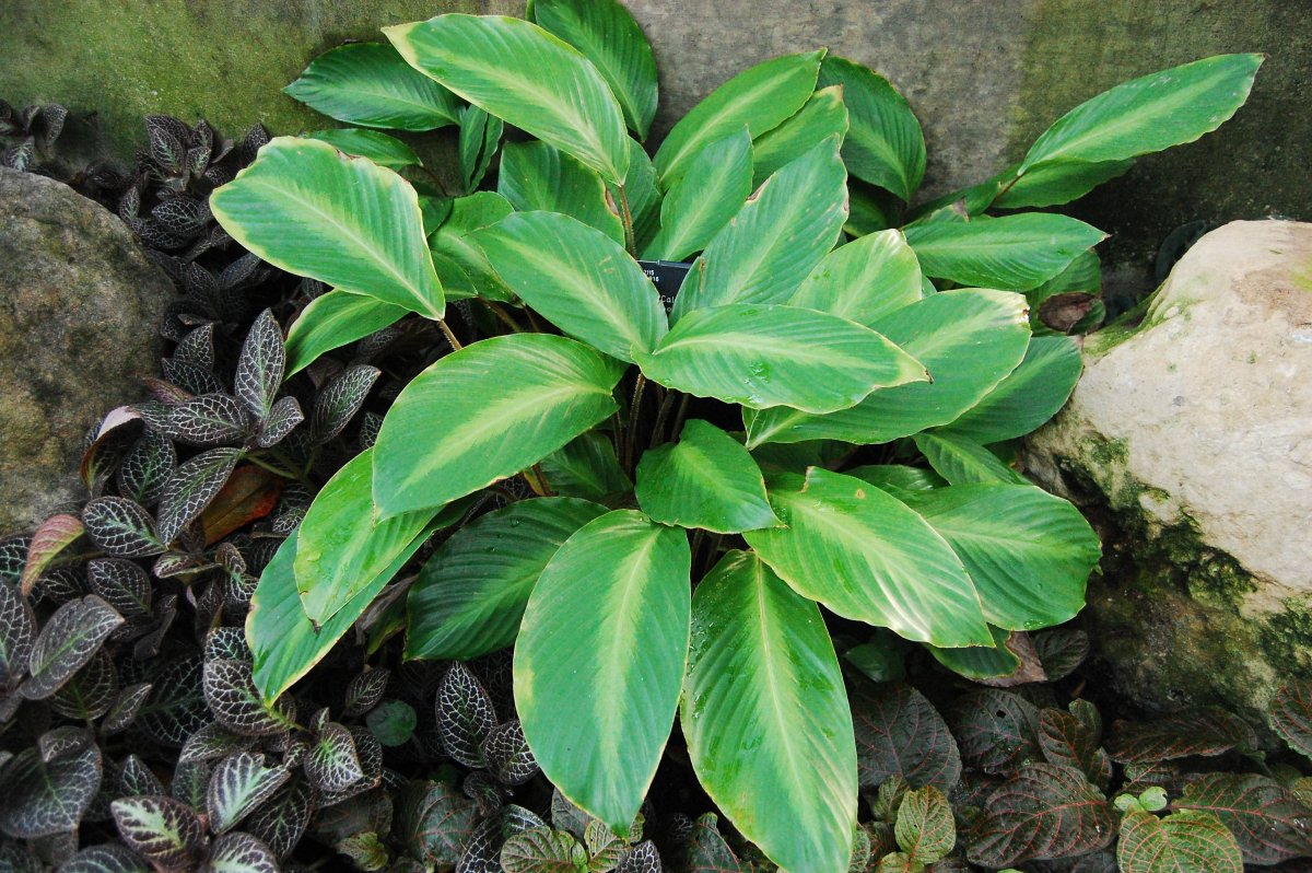 Calathea ecuadoriana