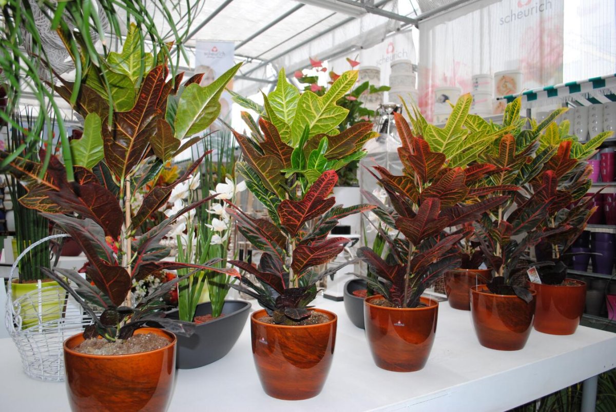 Codiaeum gemengd