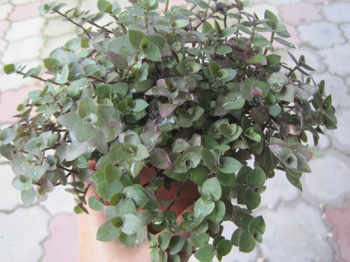 Callisia repens Gold