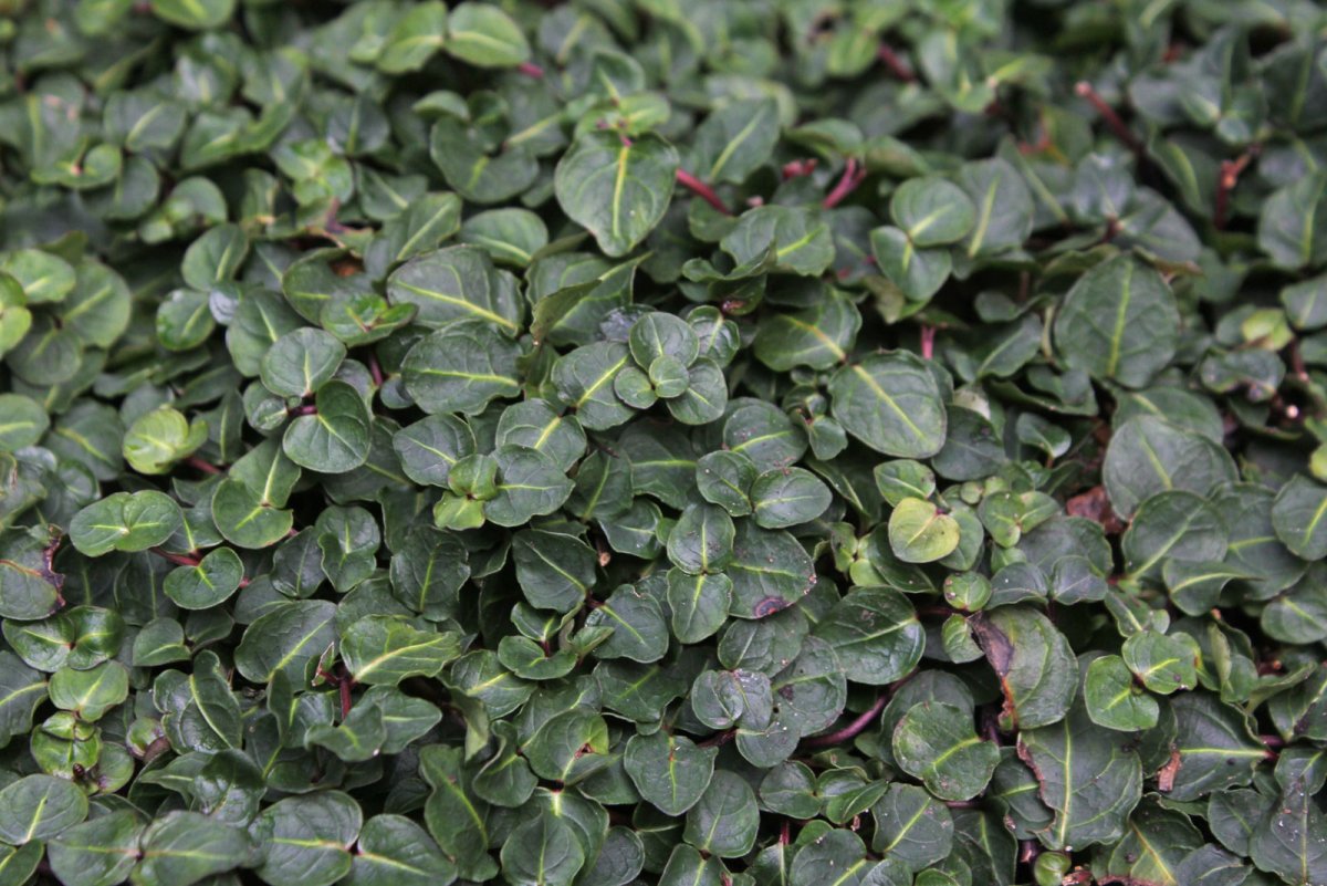 Традесканция Нанук ( Tradescantia » Nanouk «)