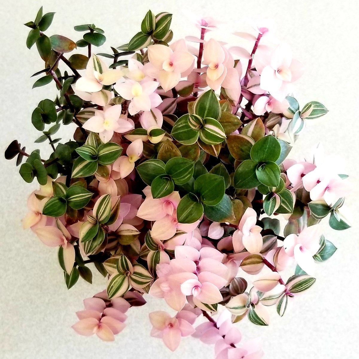 Традесканция «Callisia repens»