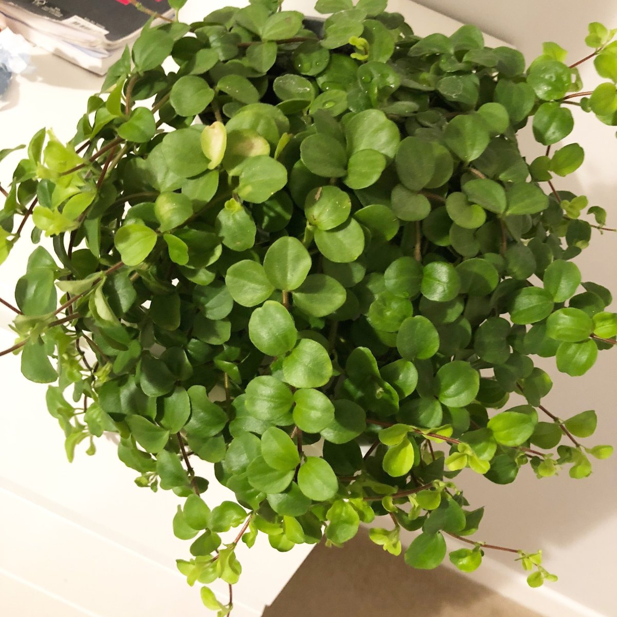 Традесканция Fluminensis quadricolor