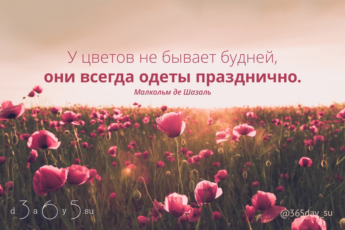 Высказывания о цветах