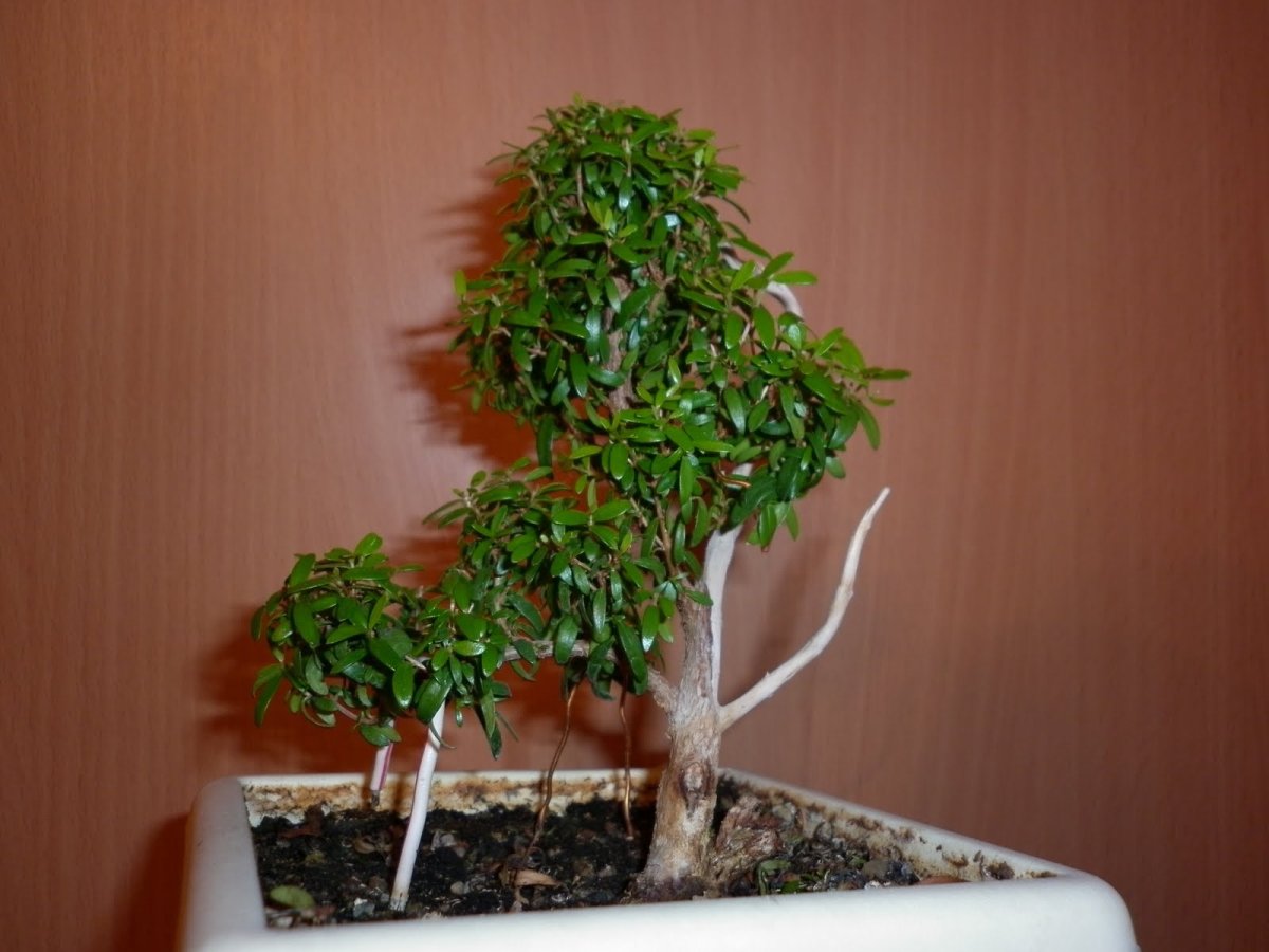 Мирт целебный
